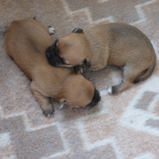 Image pour l'annonce réserver chiot