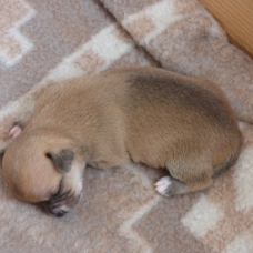Image pour l'annonce réserver chiot