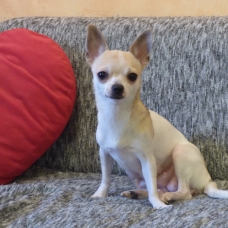 Image pour l'annonce réserver chiot