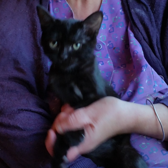 Image pour l'annonce DONNONS PLUSIEURS CHATS