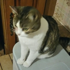 Image pour l'annonce DONNONS PLUSIEURS CHATS