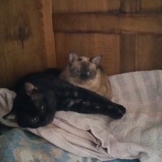 Image pour l'annonce DONNONS PLUSIEURS CHATS