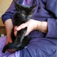 Image pour l'annonce DONNONS PLUSIEURS CHATS