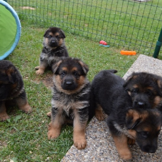 Image pour l'annonce vend femelle de 7 mois