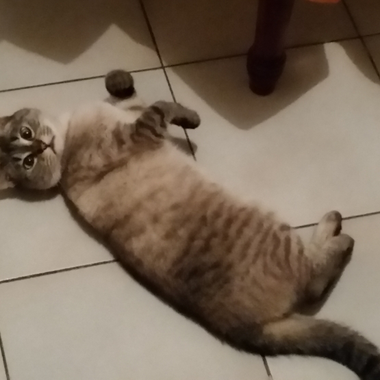 Image pour l'annonce Donne chatte