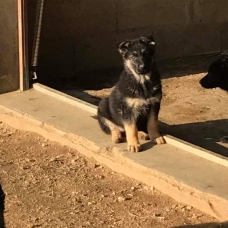 Image pour l'annonce Chiots berger allemand