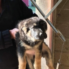 Image pour l'annonce Chiots berger allemand