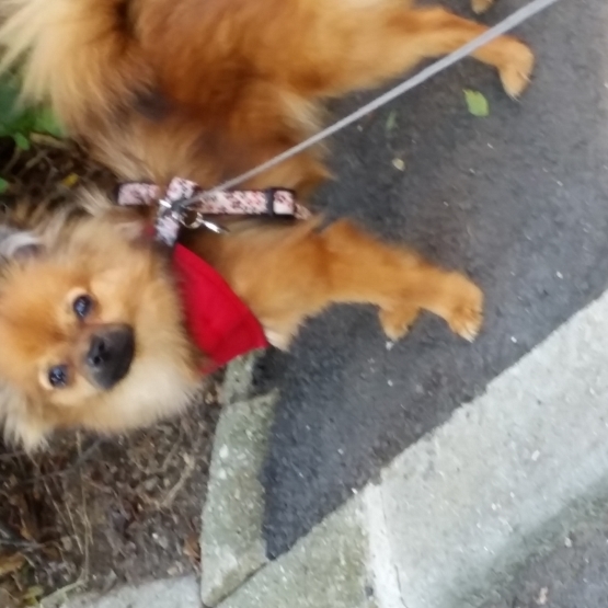 Image pour l'annonce Vends type spitz croisée chihuahua