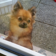 Image pour l'annonce Vends type spitz croisée chihuahua
