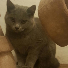 Image pour l'annonce Chartreux LOOF+Livraison +paiement 5 fois