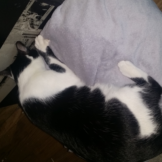 Image pour l'annonce Donne joli chat mâle 8 mois