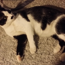 Image pour l'annonce Donne joli chat mâle 8 mois