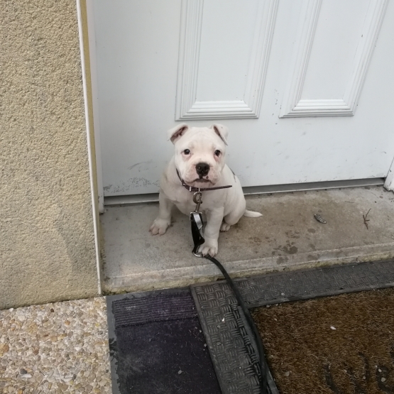 Image pour l'annonce Chiot femelle