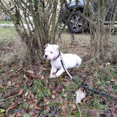 Image pour l'annonce Chiot femelle