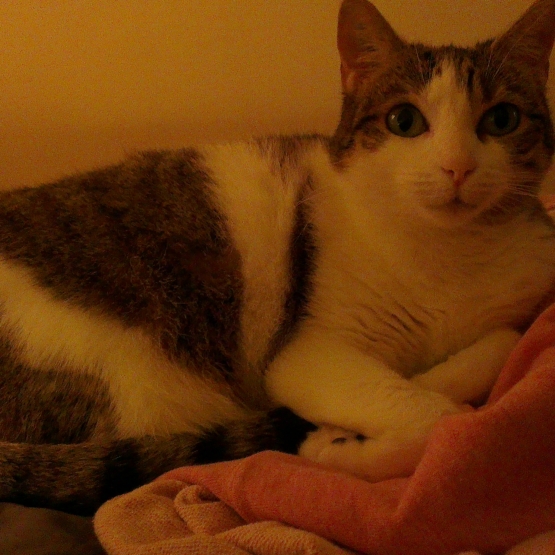 Image pour l'annonce Donne chat femelle 8 ans croisée tendre et affectueuse
