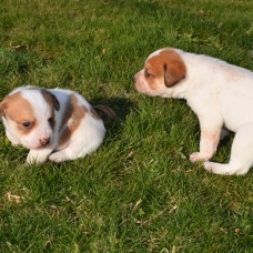 Image pour l'annonce A donner chiot type ratier