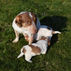 Image pour l'annonce A donner chiot type ratier