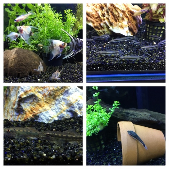 Image pour l'annonce Poissons d'aquarium