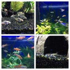 Image pour l'annonce Poissons d'aquarium