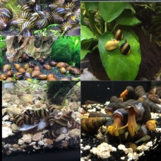 Image pour l'annonce Moules , escargots et crystal red / crystal black