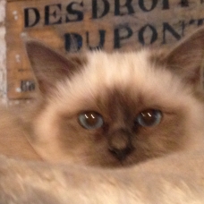 Image pour l'annonce Sacré de birmanie