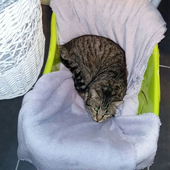 Image pour l'annonce Donne chat mâle