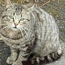 Image pour l'annonce Donne chat mâle