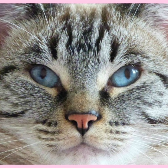 Image pour l'annonce Garde de votre chatminou à mon domicile