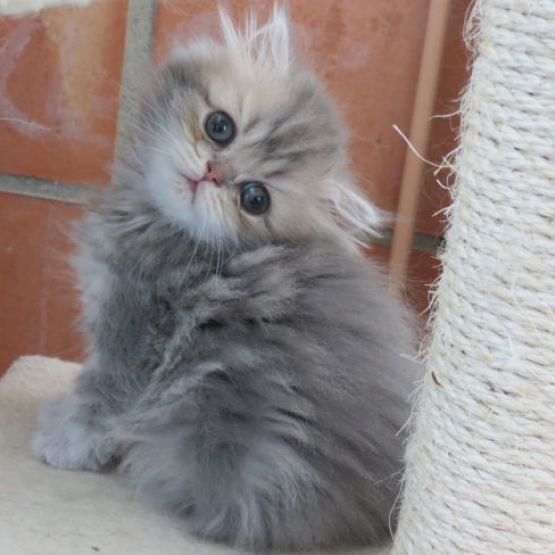 Image pour l'annonce Superbes chatons persans blue golden Loof