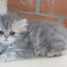 Image pour l'annonce Superbes chatons persans blue golden Loof
