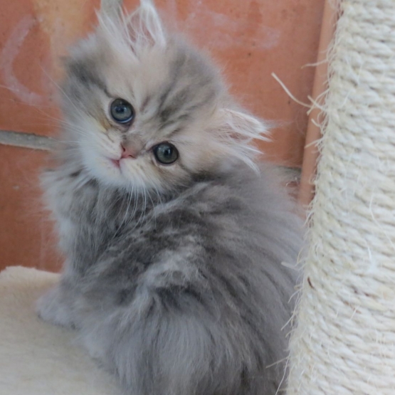 Image pour l'annonce Superbes chatons persans Loof