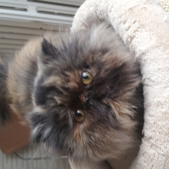 Image pour l'annonce Adorable Chaton PERSAN