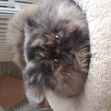 Image pour l'annonce Adorable Chaton PERSAN