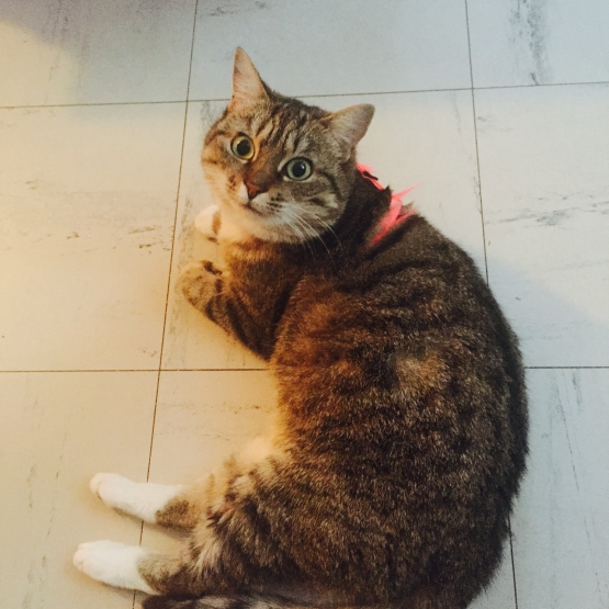 Image pour l'annonce Donne chat