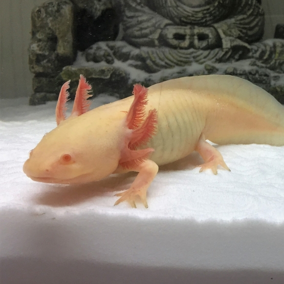 Image pour l'annonce Don Axolotl Gold femelle