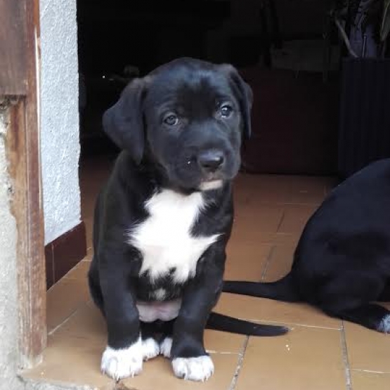 Image pour l'annonce a adopter Loky, petite chienne