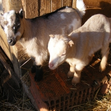Image pour l'annonce Vend chevreaux
