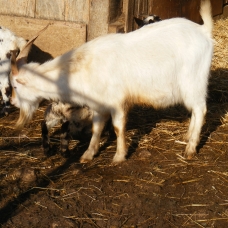 Image pour l'annonce Vend chevreaux
