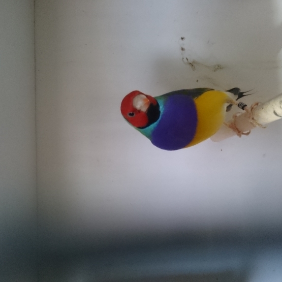 Image pour l'annonce diamant de gould