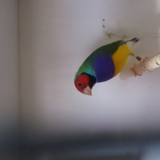 Image pour l'annonce diamant de gould
