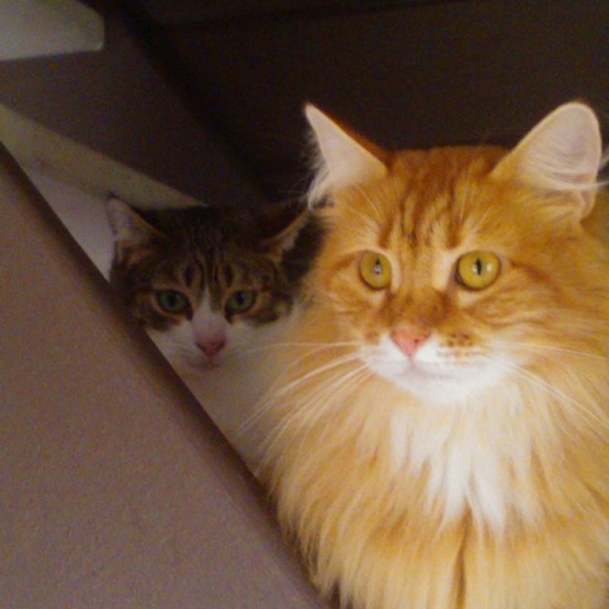 Image pour l'annonce Pension pour chats 77