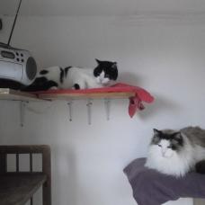 Image pour l'annonce Pension pour chats 77