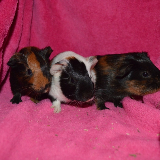 Image pour l'annonce Bébés cochons d'inde