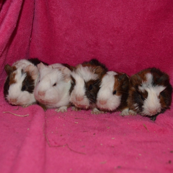Image pour l'annonce Bébés cochons d'inde