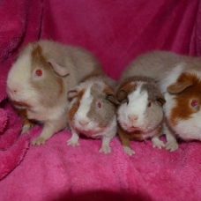 Image pour l'annonce Bébés cochons d'inde