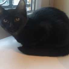 Image pour l'annonce petite minette