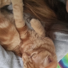 Image pour l'annonce Chaton roux