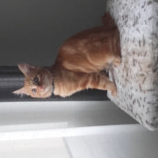 Image pour l'annonce Chaton roux