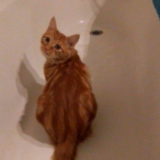 Image pour l'annonce Chaton roux