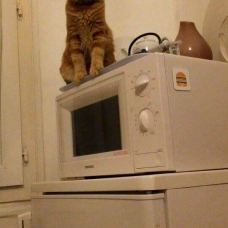 Image pour l'annonce Chaton roux